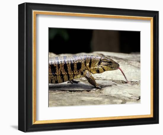 Golden Tegu Lizard, Asa Wright Wildlife Sanctuary, Trinidad, Caribbean-Greg Johnston-Framed Photographic Print