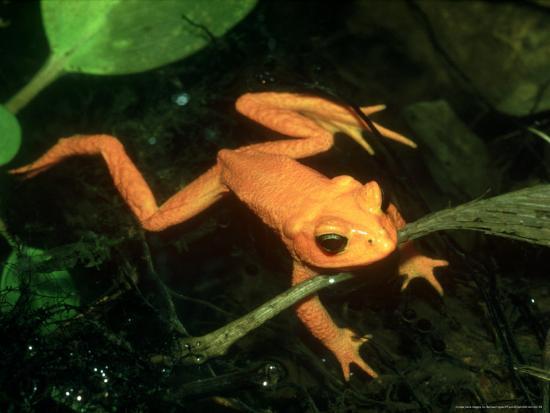 golden toad male in spawning pool costa rica photographic print by