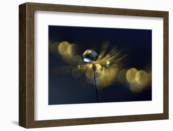 Golden touch-Heidi Westum-Framed Photographic Print