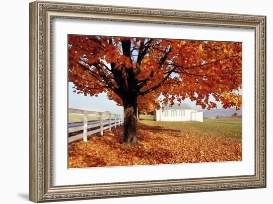 Golden Tree-Bill Coleman-Framed Giclee Print