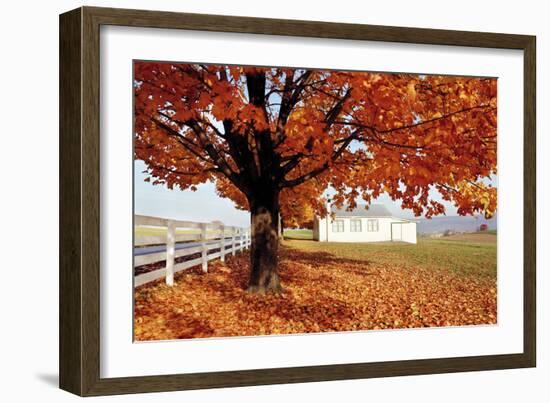 Golden Tree-Bill Coleman-Framed Giclee Print