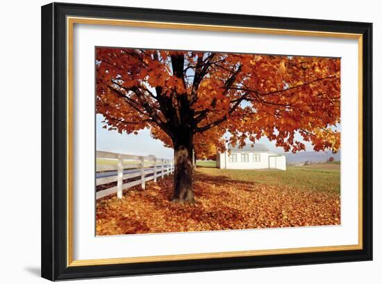 Golden Tree-Bill Coleman-Framed Giclee Print