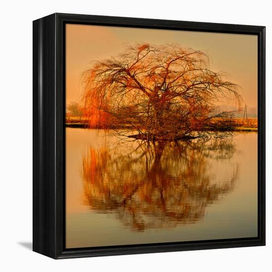 Golden Tree-Philippe Sainte-Laudy-Framed Premier Image Canvas