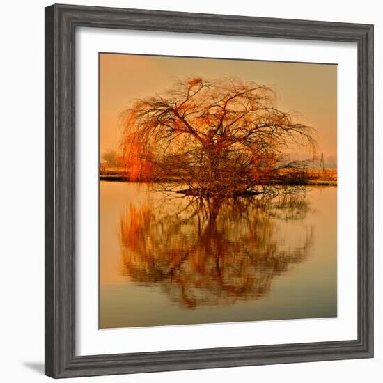 Golden Tree-Philippe Sainte-Laudy-Framed Photographic Print