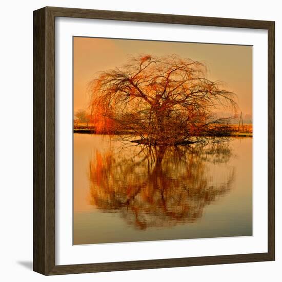 Golden Tree-Philippe Sainte-Laudy-Framed Photographic Print