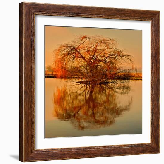 Golden Tree-Philippe Sainte-Laudy-Framed Photographic Print