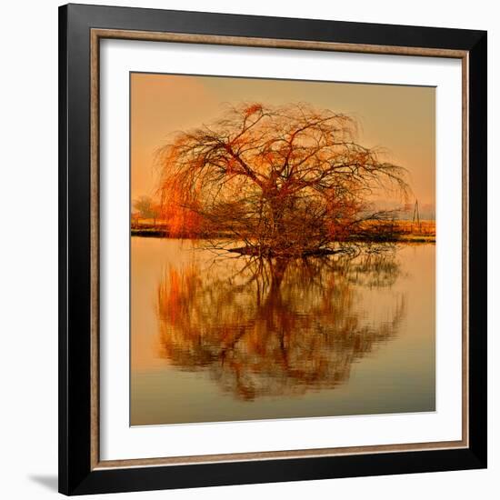 Golden Tree-Philippe Sainte-Laudy-Framed Photographic Print