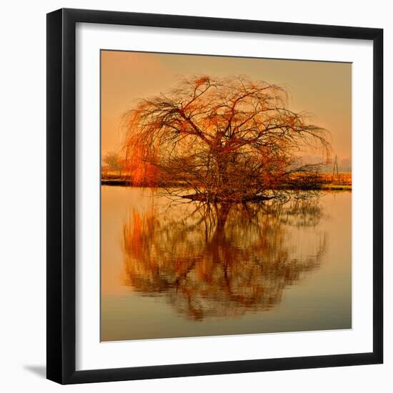 Golden Tree-Philippe Sainte-Laudy-Framed Photographic Print