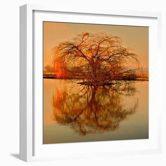 Golden Tree-Philippe Sainte-Laudy-Framed Photographic Print