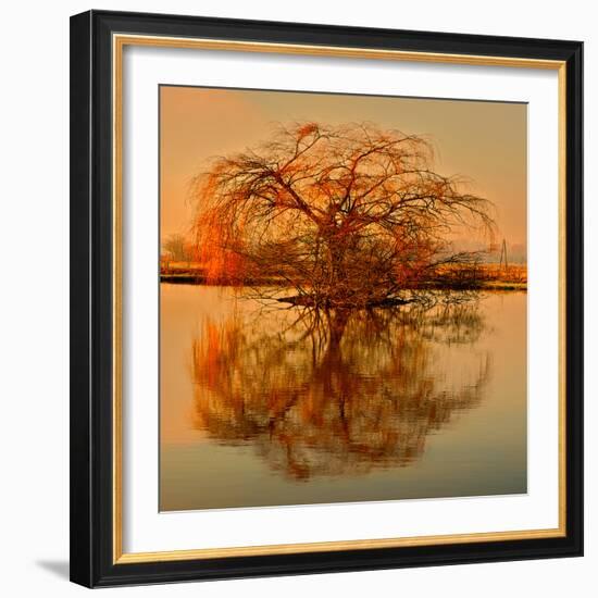 Golden Tree-Philippe Sainte-Laudy-Framed Photographic Print