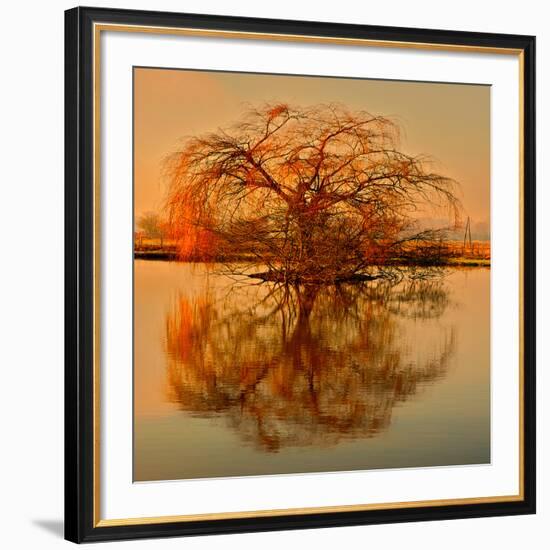 Golden Tree-Philippe Sainte-Laudy-Framed Giclee Print