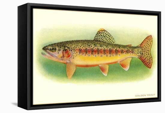 Golden Trout-null-Framed Stretched Canvas