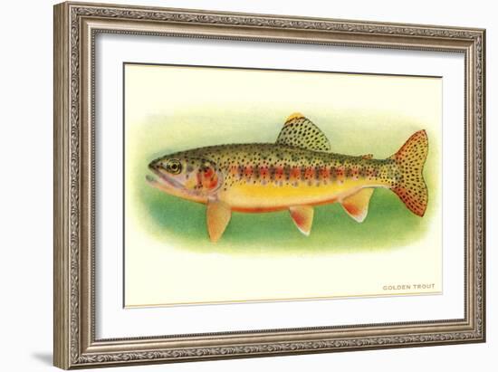 Golden Trout-null-Framed Art Print