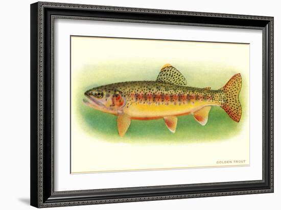 Golden Trout-null-Framed Art Print