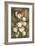 Golden Tulips-Linda Thompson-Framed Giclee Print