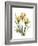 Golden Tulips-Albert Koetsier-Framed Premium Giclee Print