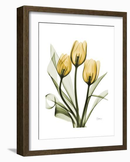 Golden Tulips-Albert Koetsier-Framed Premium Giclee Print