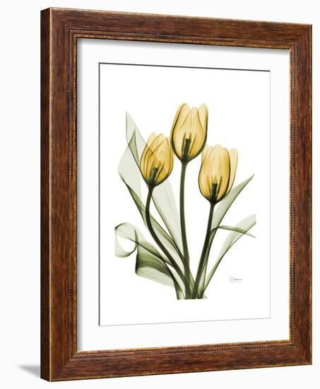 Golden Tulips-Albert Koetsier-Framed Premium Giclee Print