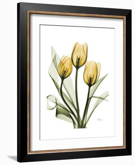 Golden Tulips-Albert Koetsier-Framed Premium Giclee Print