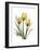 Golden Tulips-Albert Koetsier-Framed Premium Giclee Print