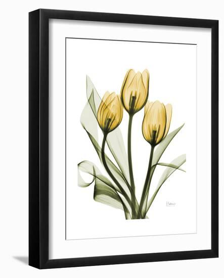 Golden Tulips-Albert Koetsier-Framed Premium Giclee Print