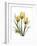 Golden Tulips-Albert Koetsier-Framed Premium Giclee Print