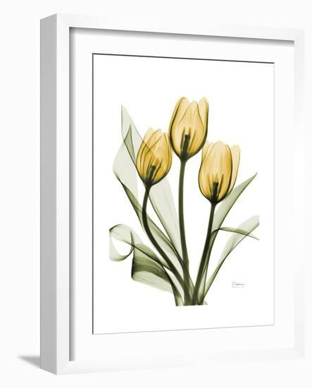 Golden Tulips-Albert Koetsier-Framed Premium Giclee Print