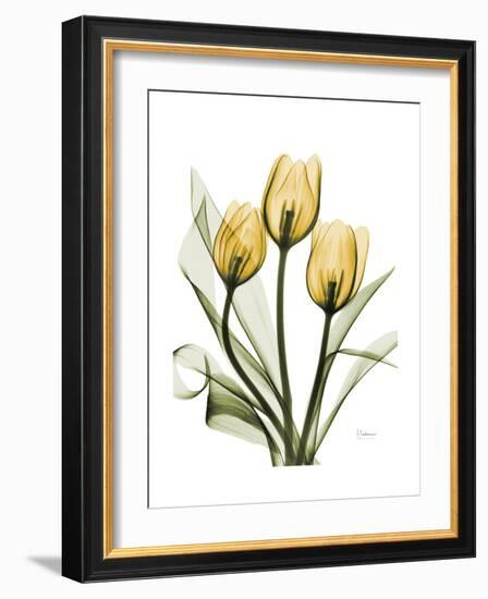 Golden Tulips-Albert Koetsier-Framed Premium Giclee Print