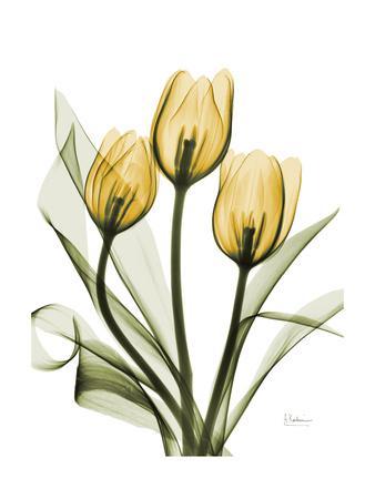 Golden Tulips' Art Print - Albert Koetsier | Art.com