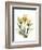 Golden Tulips-Albert Koetsier-Framed Art Print