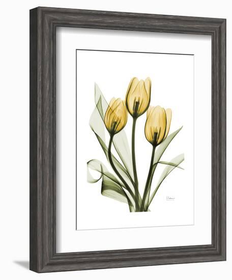 Golden Tulips-Albert Koetsier-Framed Art Print