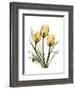 Golden Tulips-Albert Koetsier-Framed Art Print