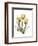 Golden Tulips-Albert Koetsier-Framed Art Print