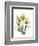 Golden Tulips-Albert Koetsier-Framed Art Print