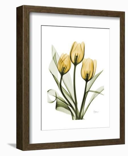 Golden Tulips-Albert Koetsier-Framed Art Print