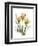 Golden Tulips-Albert Koetsier-Framed Art Print