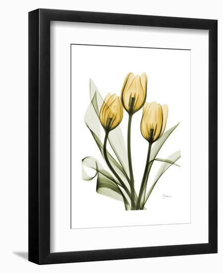 Golden Tulips-Albert Koetsier-Framed Art Print