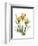 Golden Tulips-Albert Koetsier-Framed Art Print