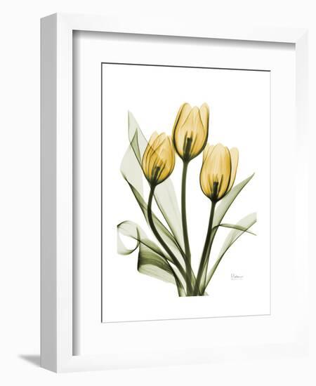 Golden Tulips-Albert Koetsier-Framed Art Print