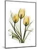 Golden Tulips-Albert Koetsier-Mounted Art Print