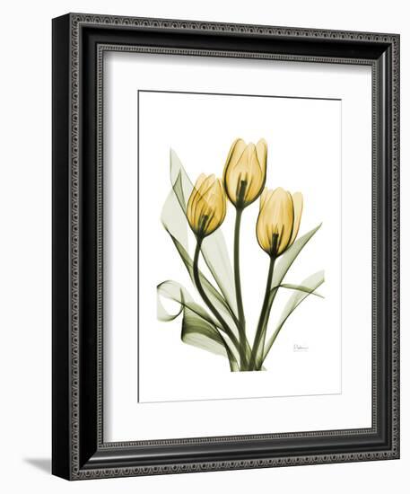 Golden Tulips-Albert Koetsier-Framed Art Print