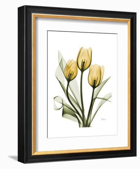 Golden Tulips-Albert Koetsier-Framed Art Print