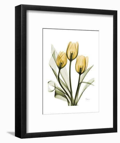 Golden Tulips-Albert Koetsier-Framed Art Print