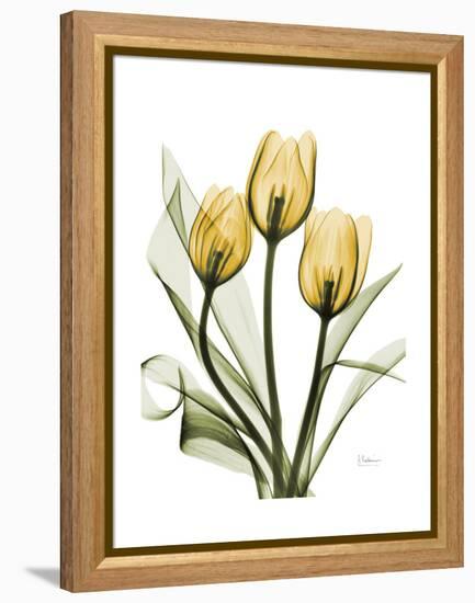 Golden Tulips-Albert Koetsier-Framed Stretched Canvas