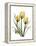 Golden Tulips-Albert Koetsier-Framed Stretched Canvas