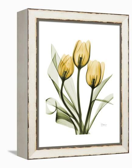 Golden Tulips-Albert Koetsier-Framed Stretched Canvas