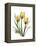 Golden Tulips-Albert Koetsier-Framed Stretched Canvas