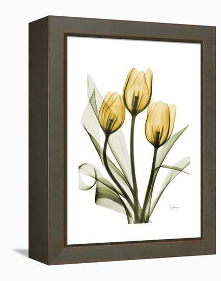 Golden Tulips-Albert Koetsier-Framed Stretched Canvas