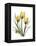 Golden Tulips-Albert Koetsier-Framed Stretched Canvas