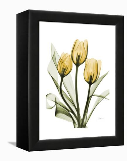 Golden Tulips-Albert Koetsier-Framed Stretched Canvas